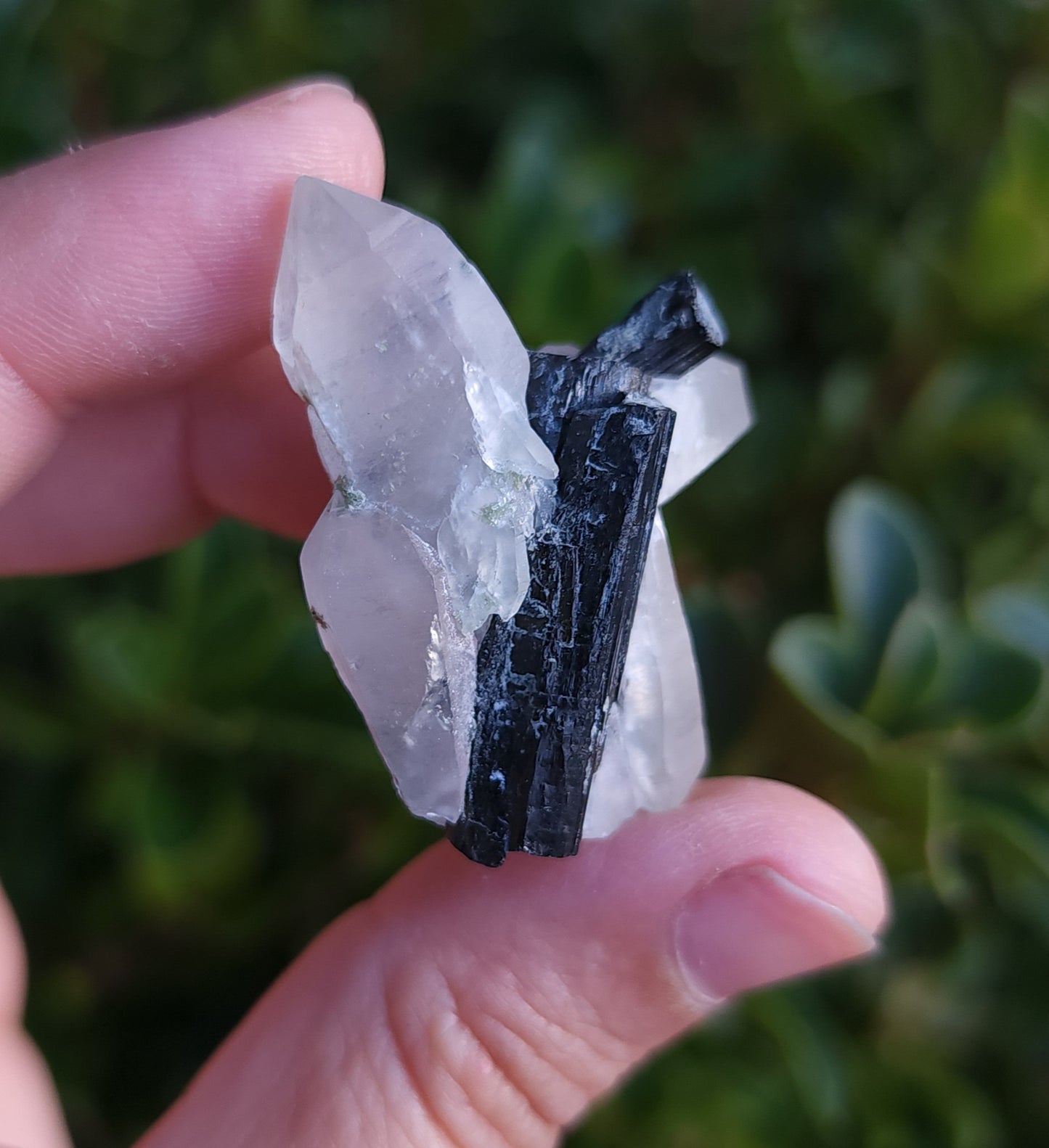 Tourmaline in Quartz Specimen