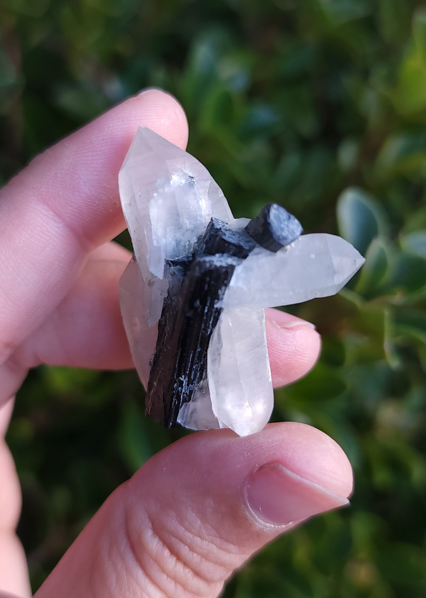 Tourmaline in Quartz Specimen