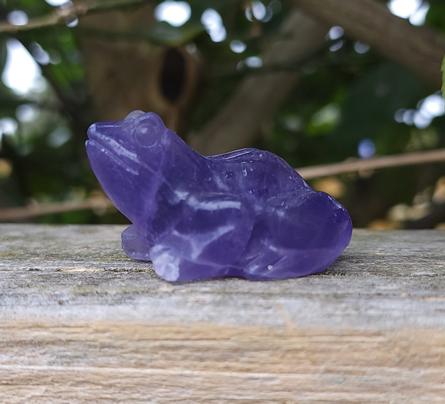 Purple Fluorite Frog