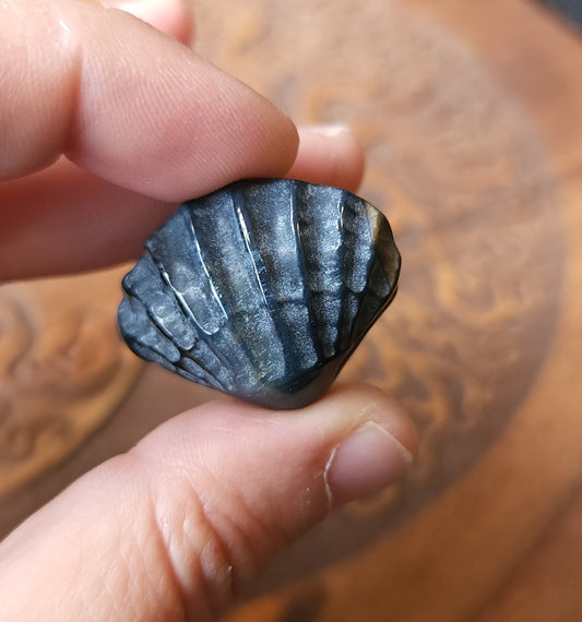 Blue Tigers Eye Shell